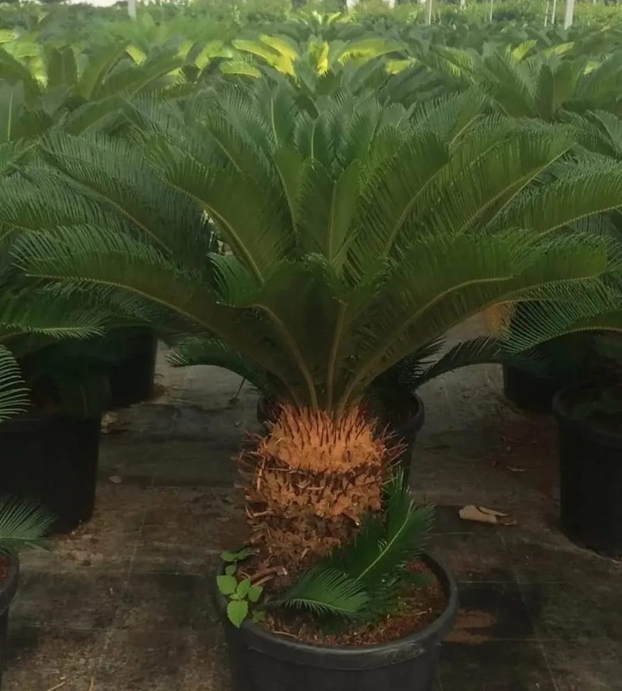 Cycas Palmiyesi