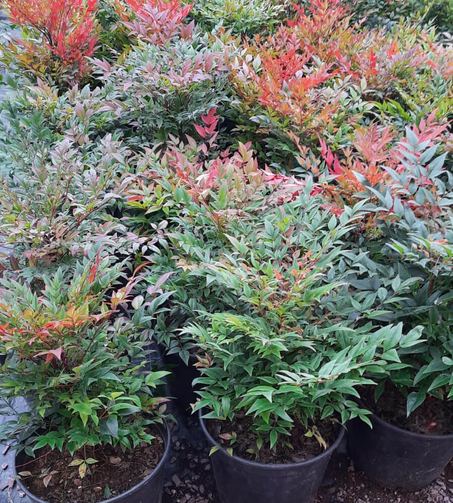 Nandina