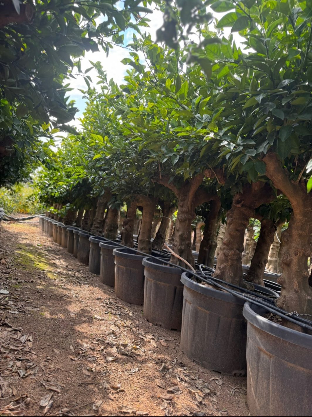 PORTAKAL AĞACI | Citrus Sinensis - Görsel 3