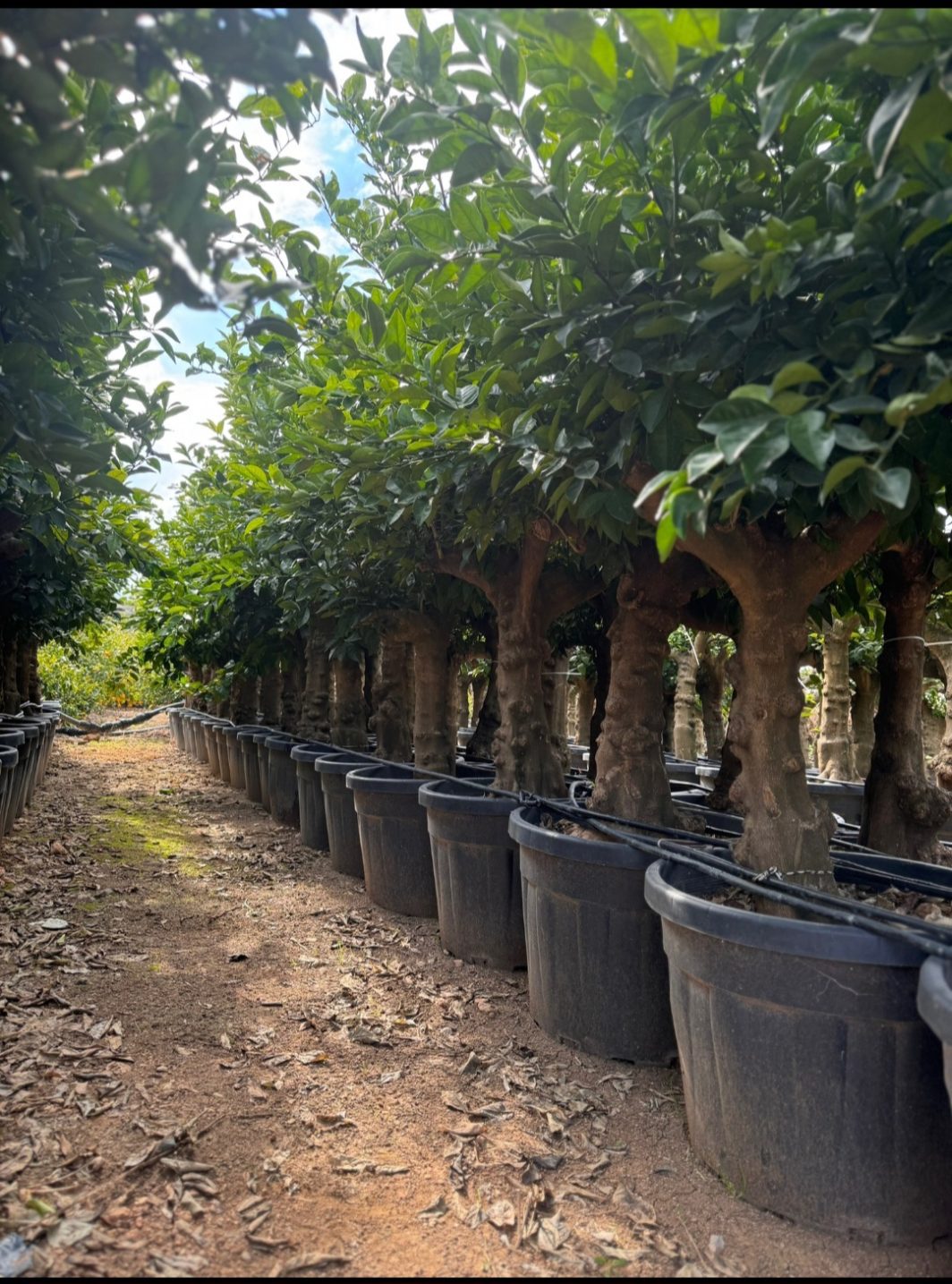 PORTAKAL AĞACI | Citrus Sinensis - Görsel 2
