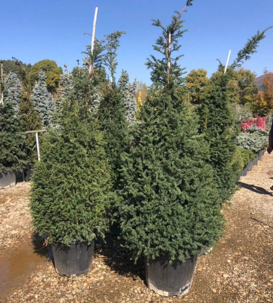 Taxus bacata konik porsuk