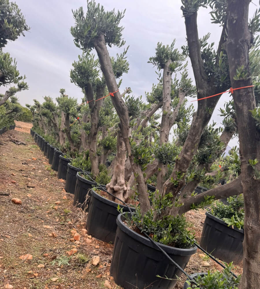 Bonsai zeytin ağacı