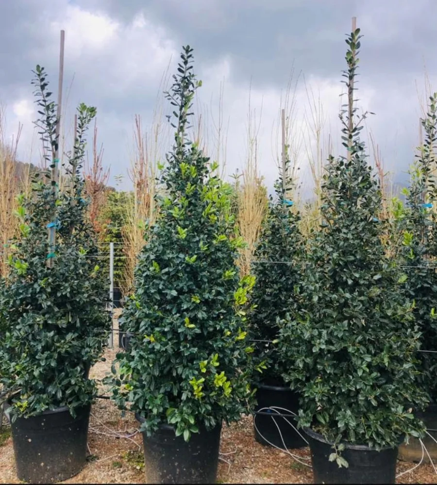 Ilex piramit ağacı