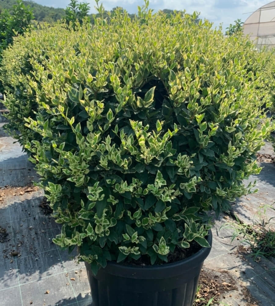 Ligustrum Texanum