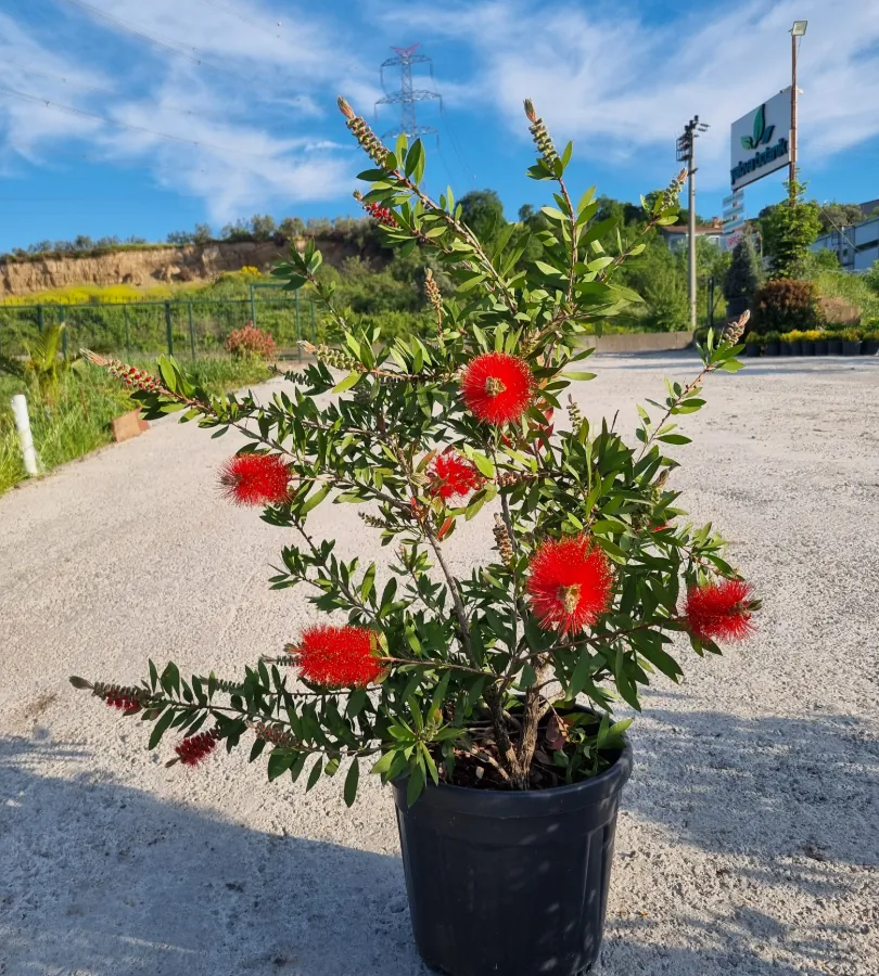 Callistemon laevis fırça çalısı