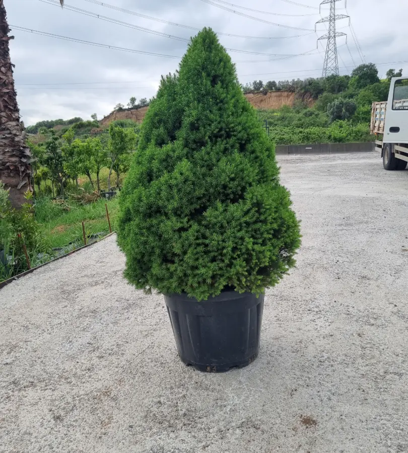 Konik ladin (Picea glauca Conica) iğne yapraklı süs bitkisi.