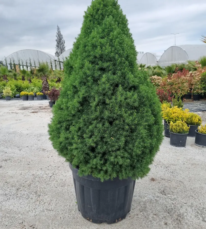 Picea Gluca Conica