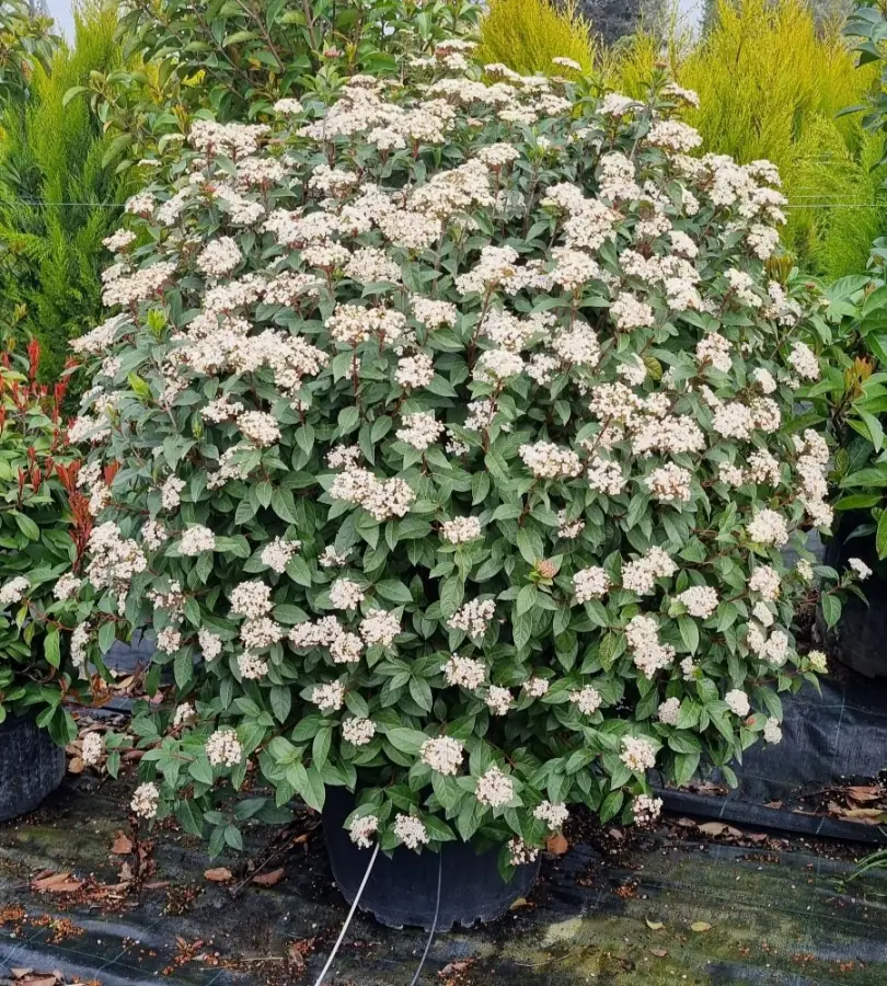 Viburnum Tinus kartopu bitkisi